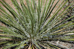 Sivun Yucca glauca Nutt. kuva