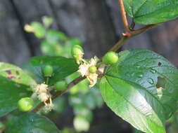 Image of Indian Jujube