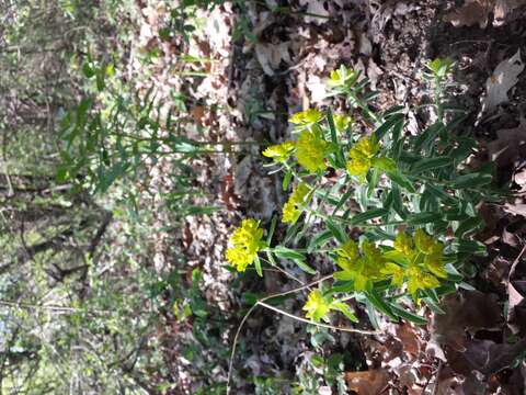 Image of cushion spurge