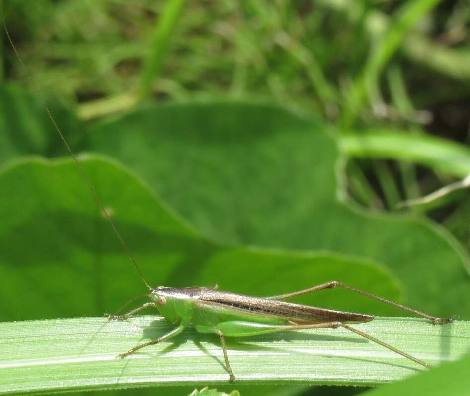 صورة Conocephalus (Anisoptera) maculatus (Le Guillou 1841)