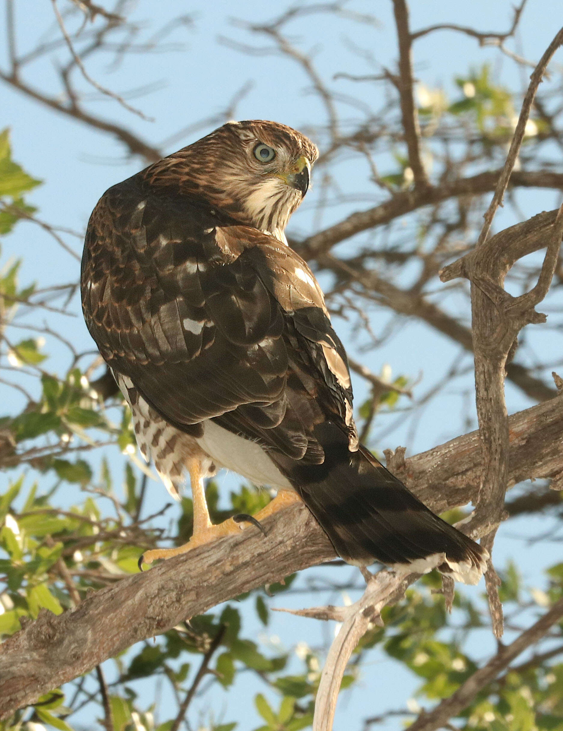 Image of Cooper's Hawk