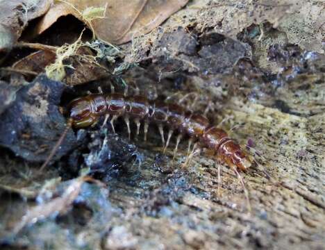 Image of Lithobius variegatus Leach 1814