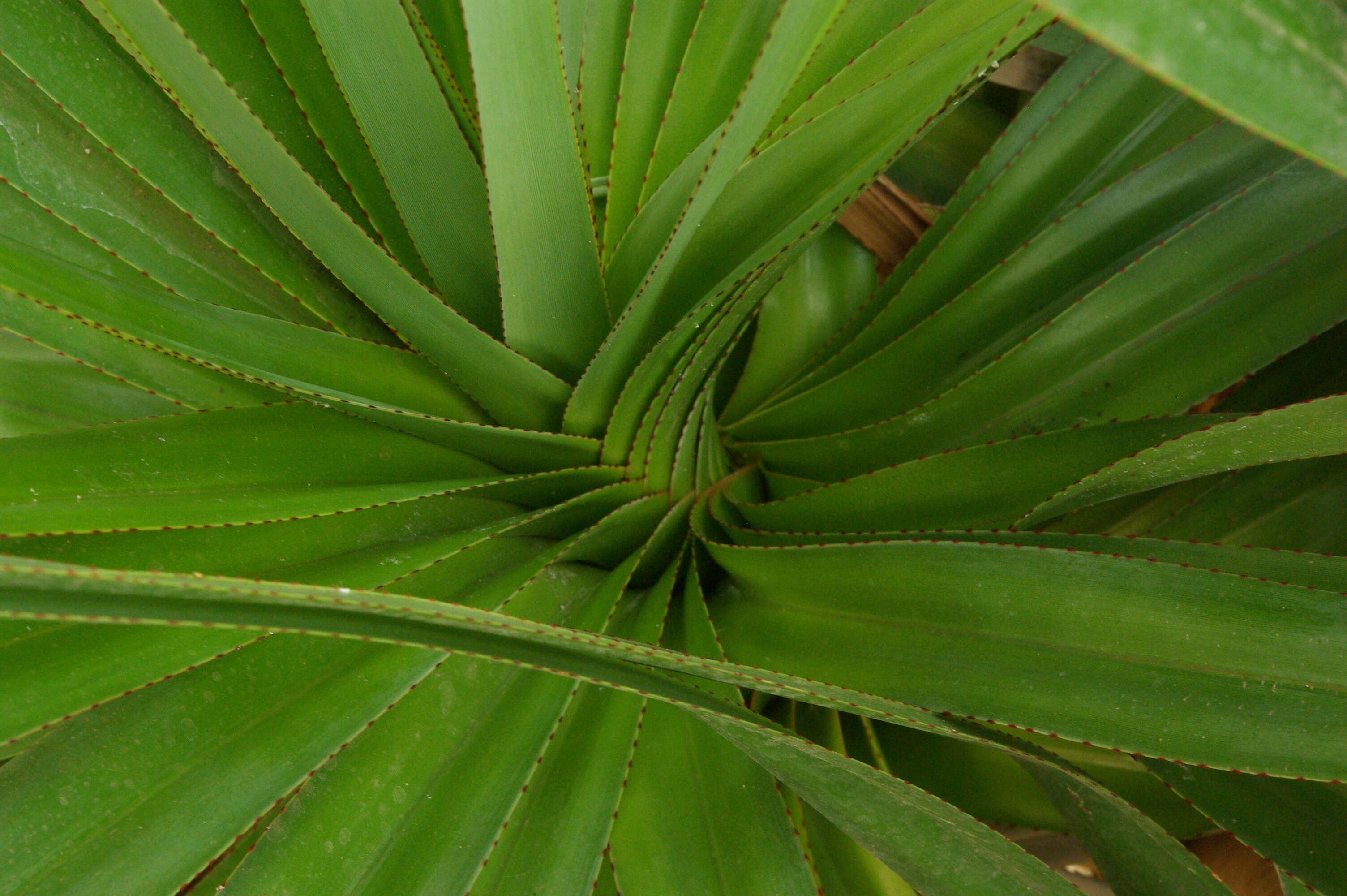 Image of Pandanus tenuifolius Balf. fil.