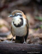 Image of Lesser Necklaced Laughingthrush