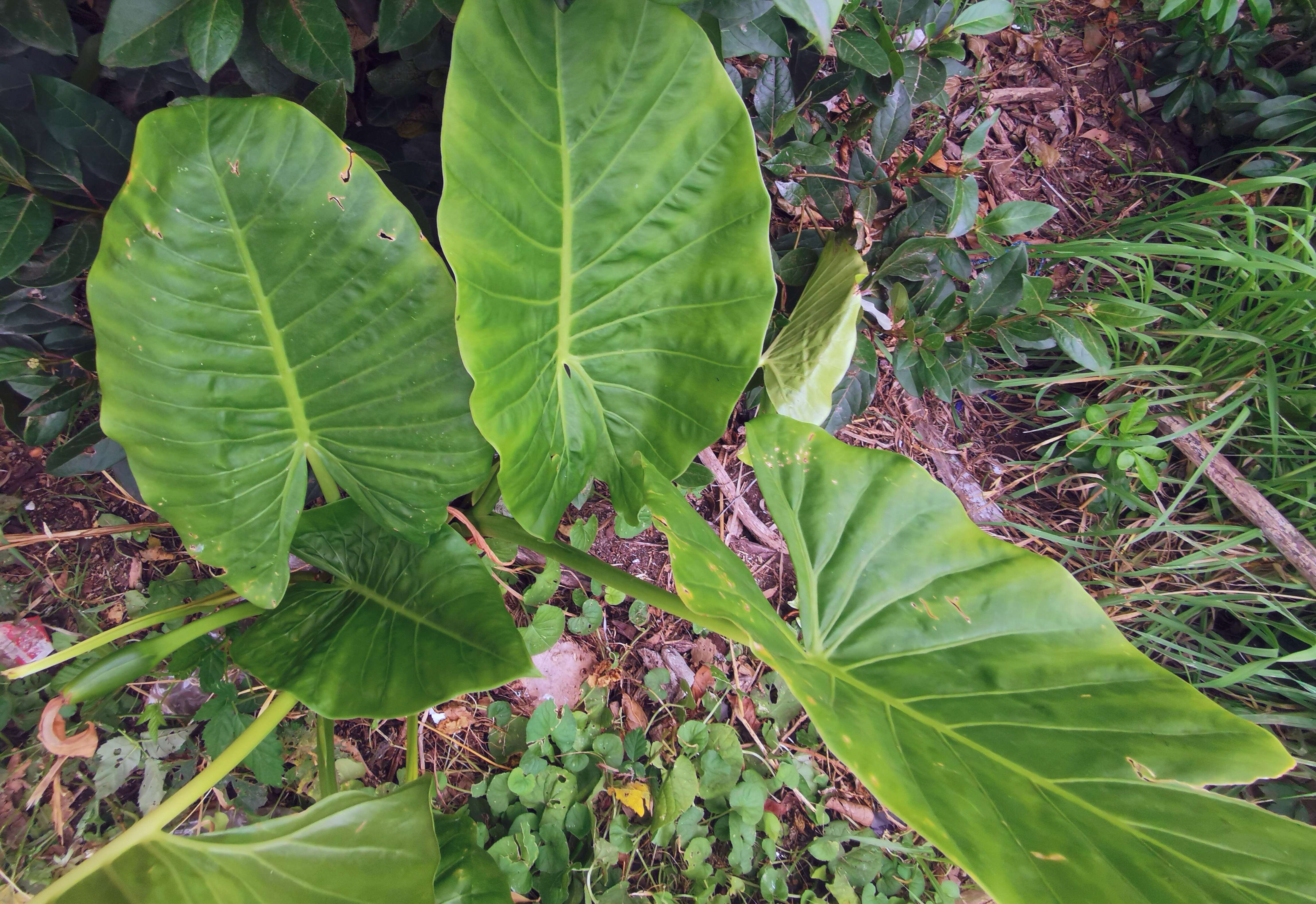 Imagem de Alocasia macrorrhizos (L.) G. Don