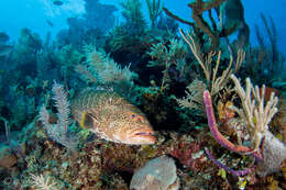 Image of Tiger Grouper