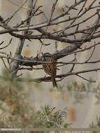 Image of European Rock Bunting