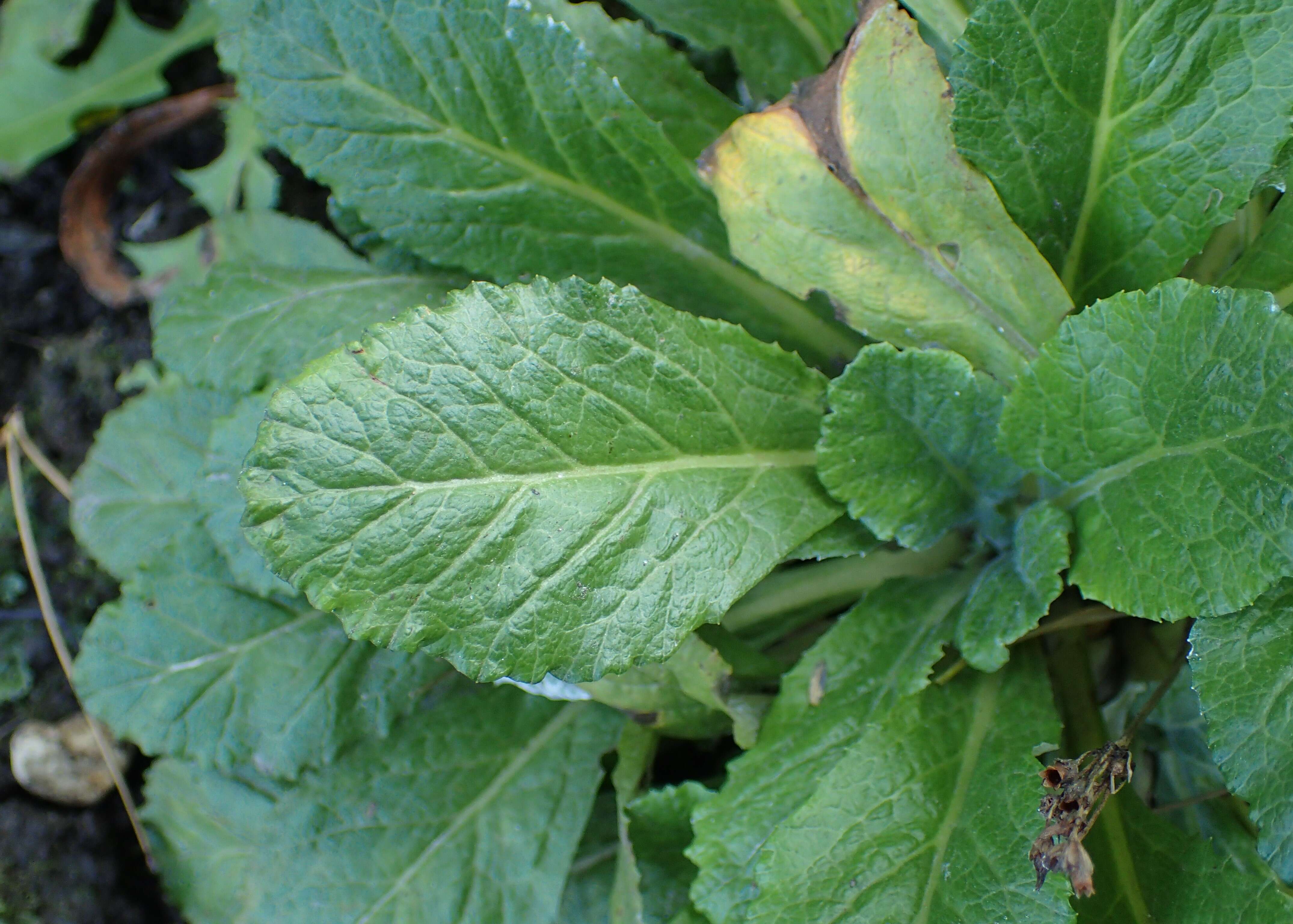 Plancia ëd Primula farinosa L.