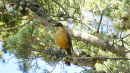 Image of Austral Thrush