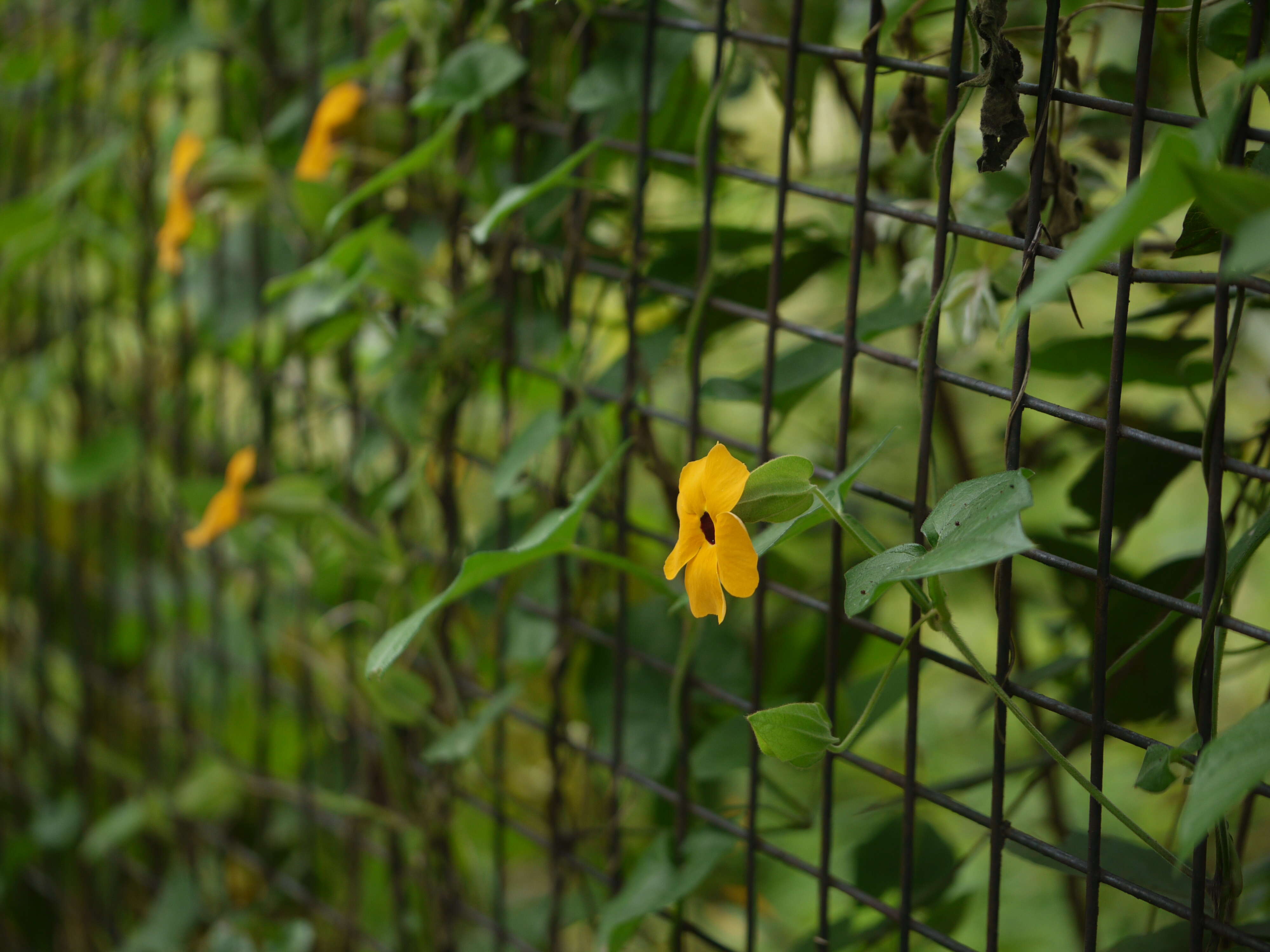 Image of blackeyed Susan vine