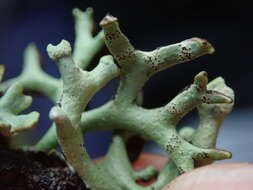 Image of Forked tube lichen