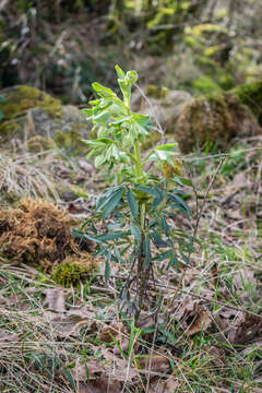 Image of Stinking Hellebore