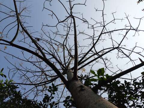 Image of hog plum