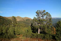 Image of Arolla Pine