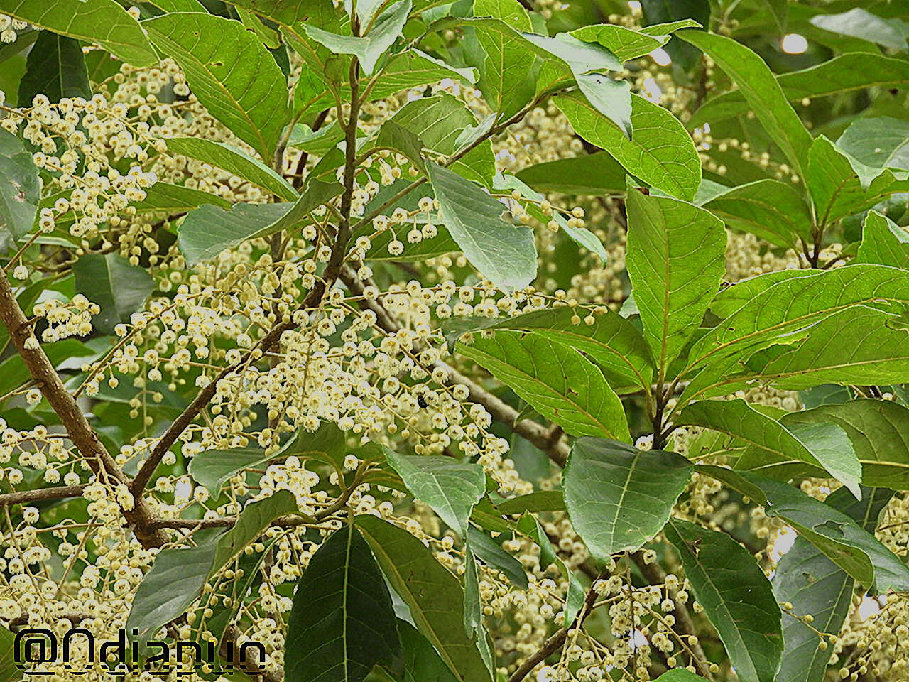 Image of Elaeocarpus ganitrus Roxb.