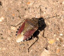 Image of sloe bug