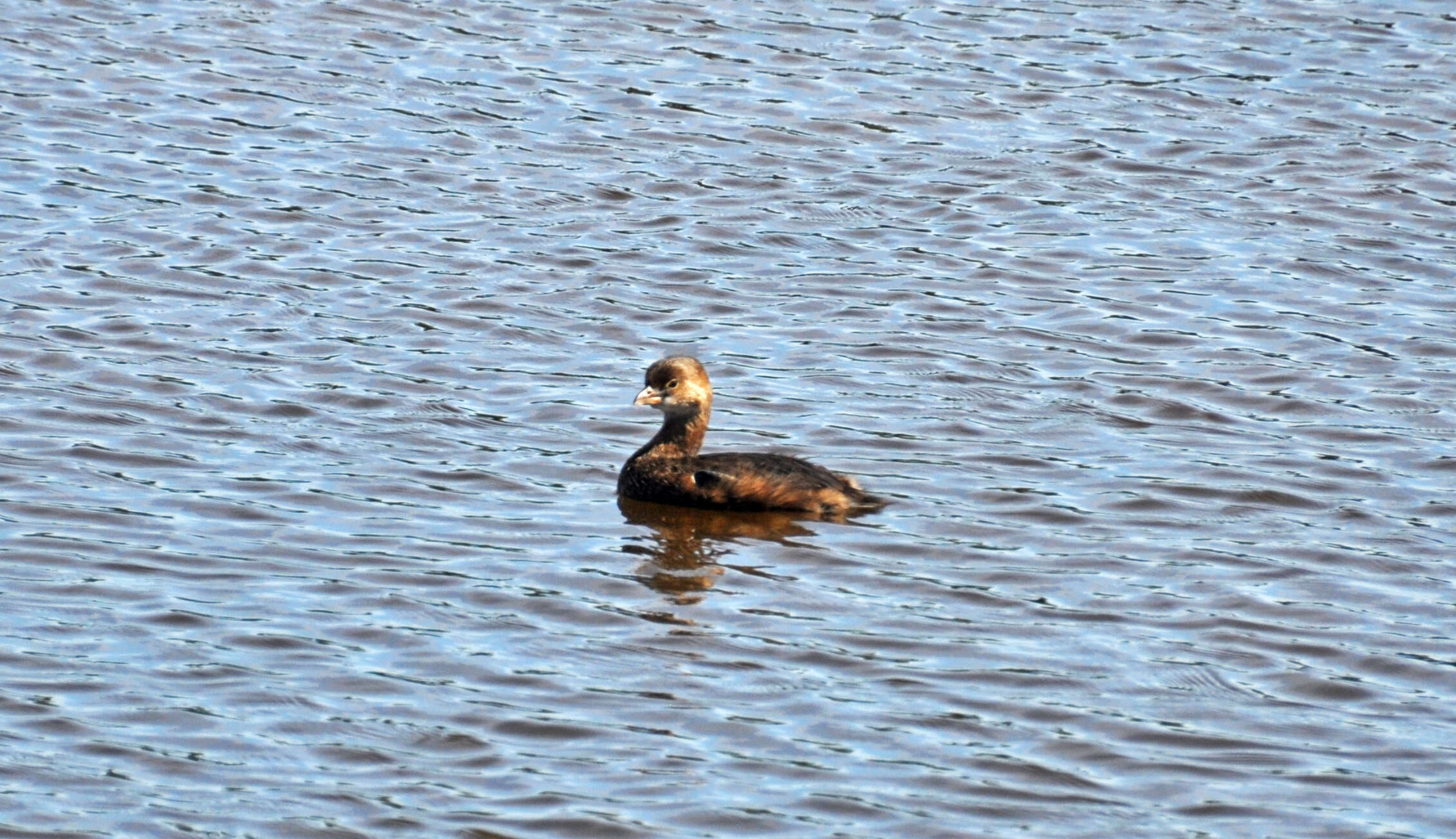 Image of Pied-billed Grebe