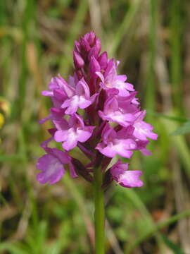 صورة Anacamptis pyramidalis (L.) Rich.