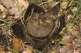 Image of False Earthstar