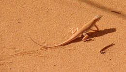 Image of Long-footed Lizard