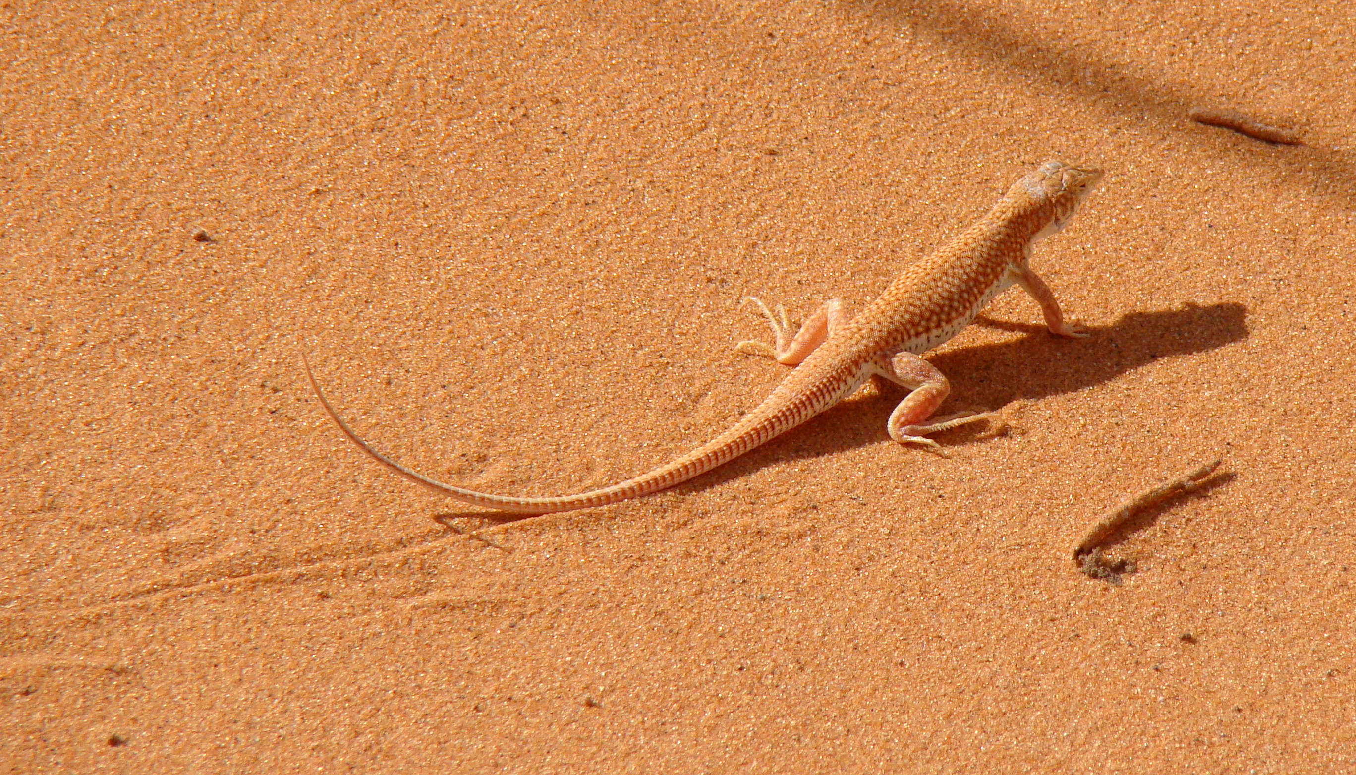 Image of Long-footed Lizard