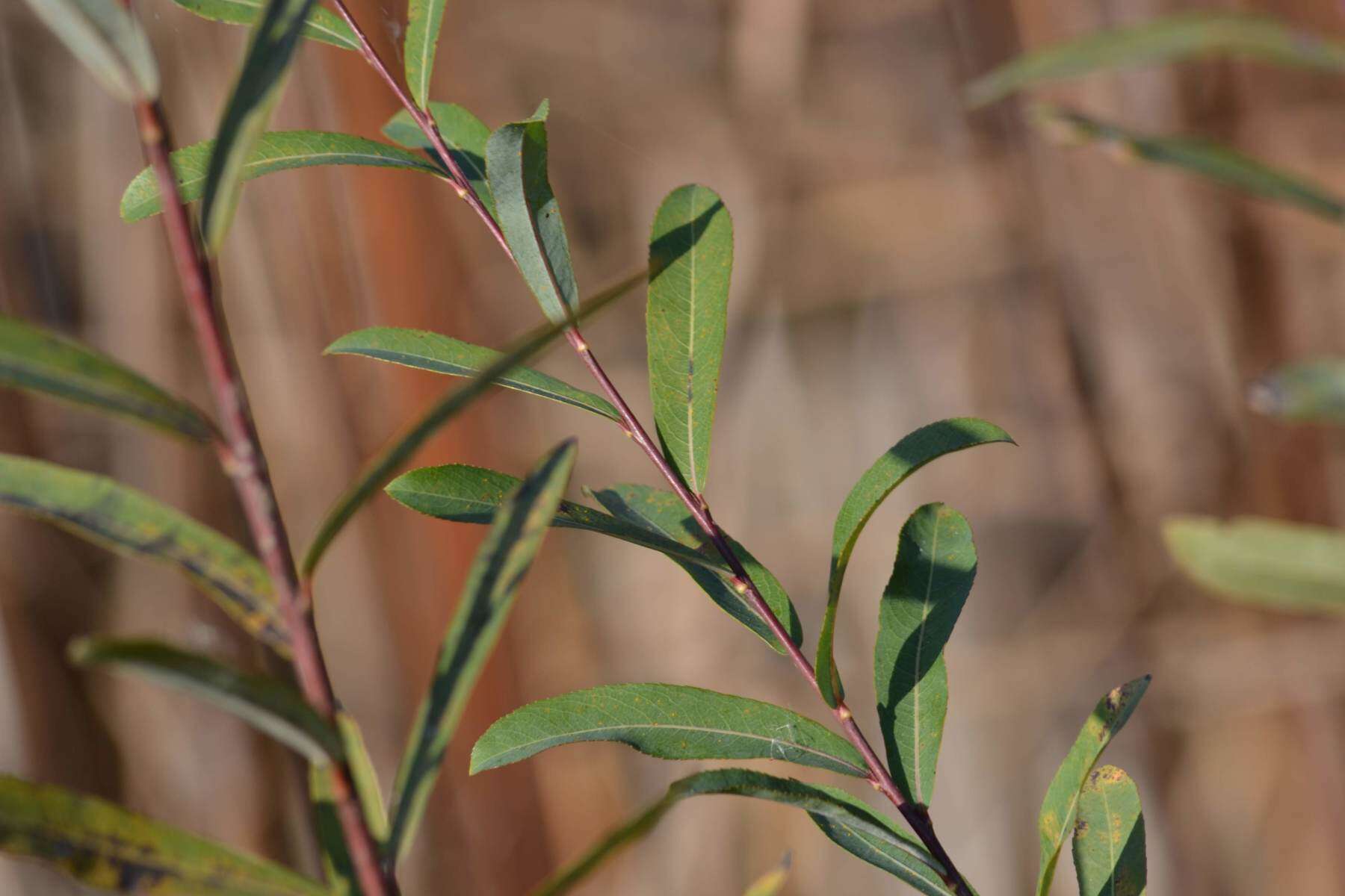 Image of purple willow