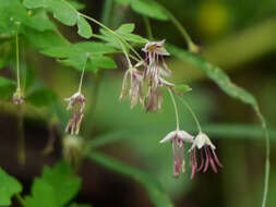 Image of meadow-rue