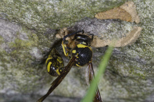 Image of Delta unguiculatum (Villers 1789)