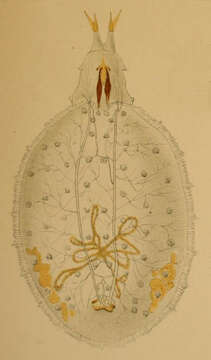 Image of Microdon analis (Macquart 1842)