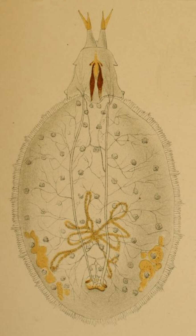 Image of Microdon analis (Macquart 1842)