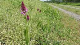 Image of Pyramidal orchid