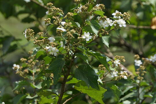 Image of Kydia calycina Roxb.