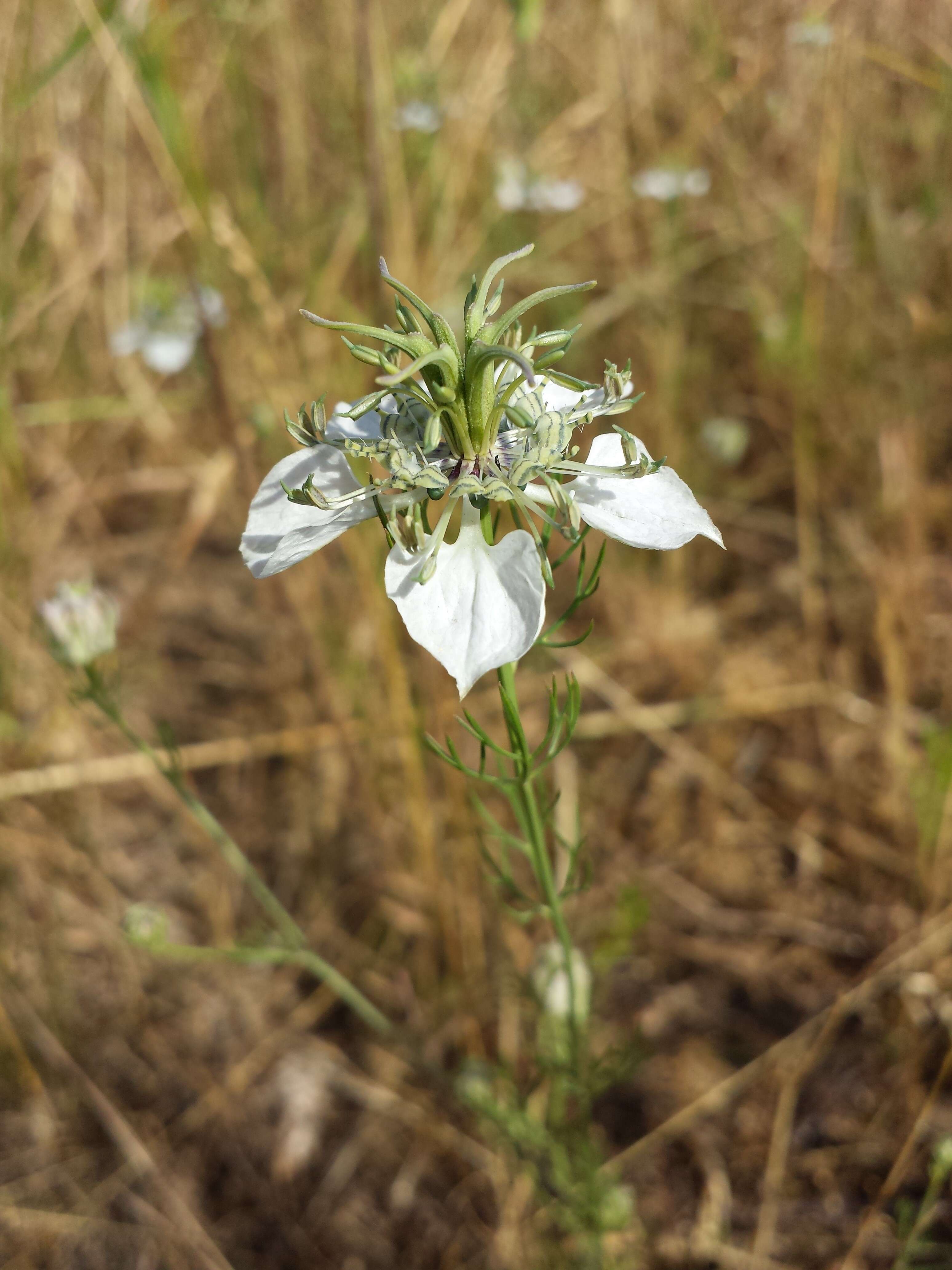 Nigella arvensis L. resmi