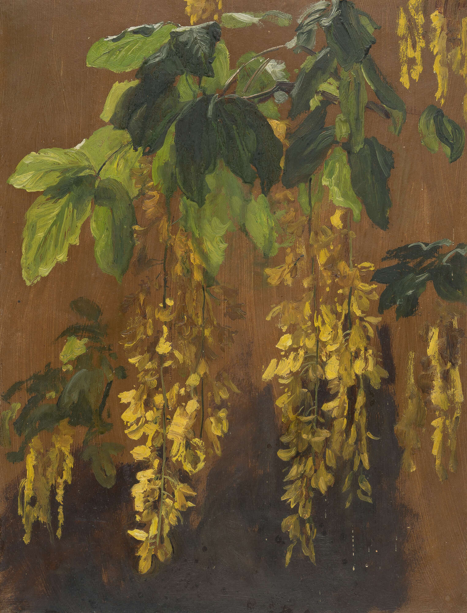 Image of Common Laburnum