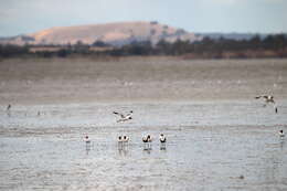 Image of Australian Red-necked Avocet