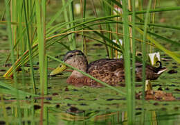 Image of Common Mallard