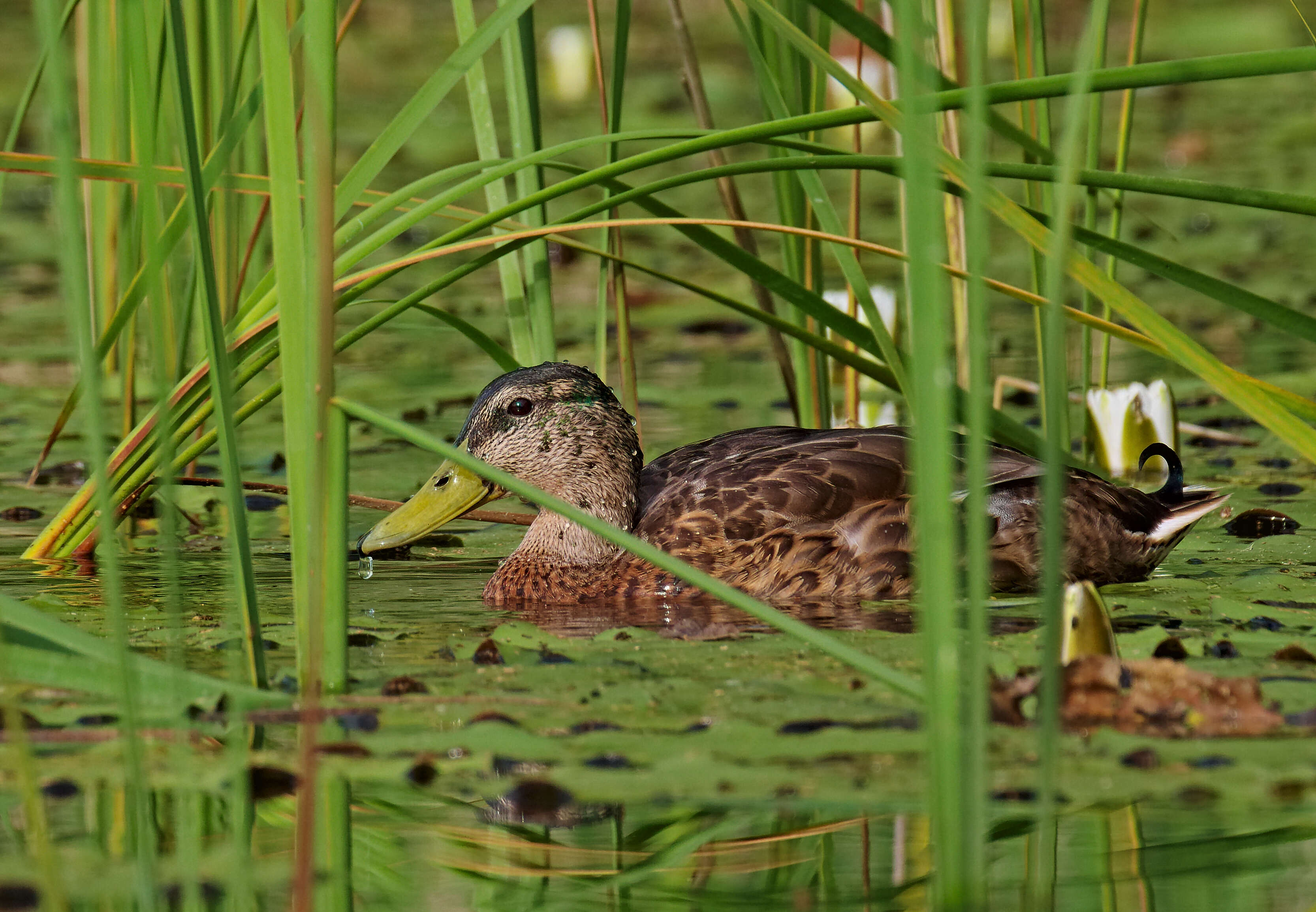 Image of Common Mallard