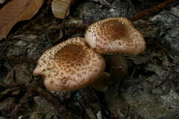 Image of Armillaria ostoyae (Romagn.) Herink 1973