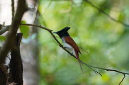 Image of Asian Paradise-Flycatcher