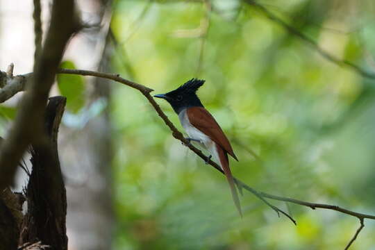 Image of Asian Paradise-Flycatcher