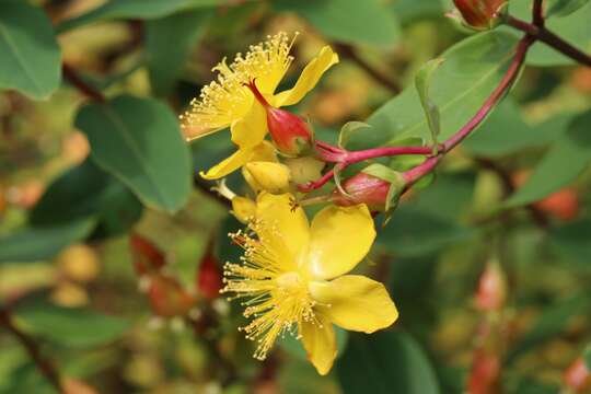 Image of Hypericum pseudohenryi N. Robson