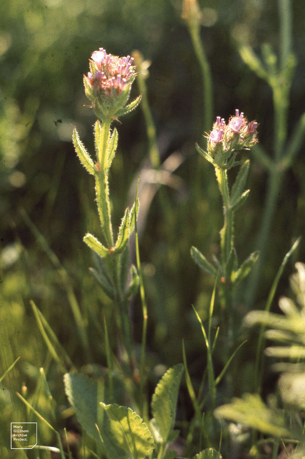 Imagem de Limonium sinuatum (L.) Miller