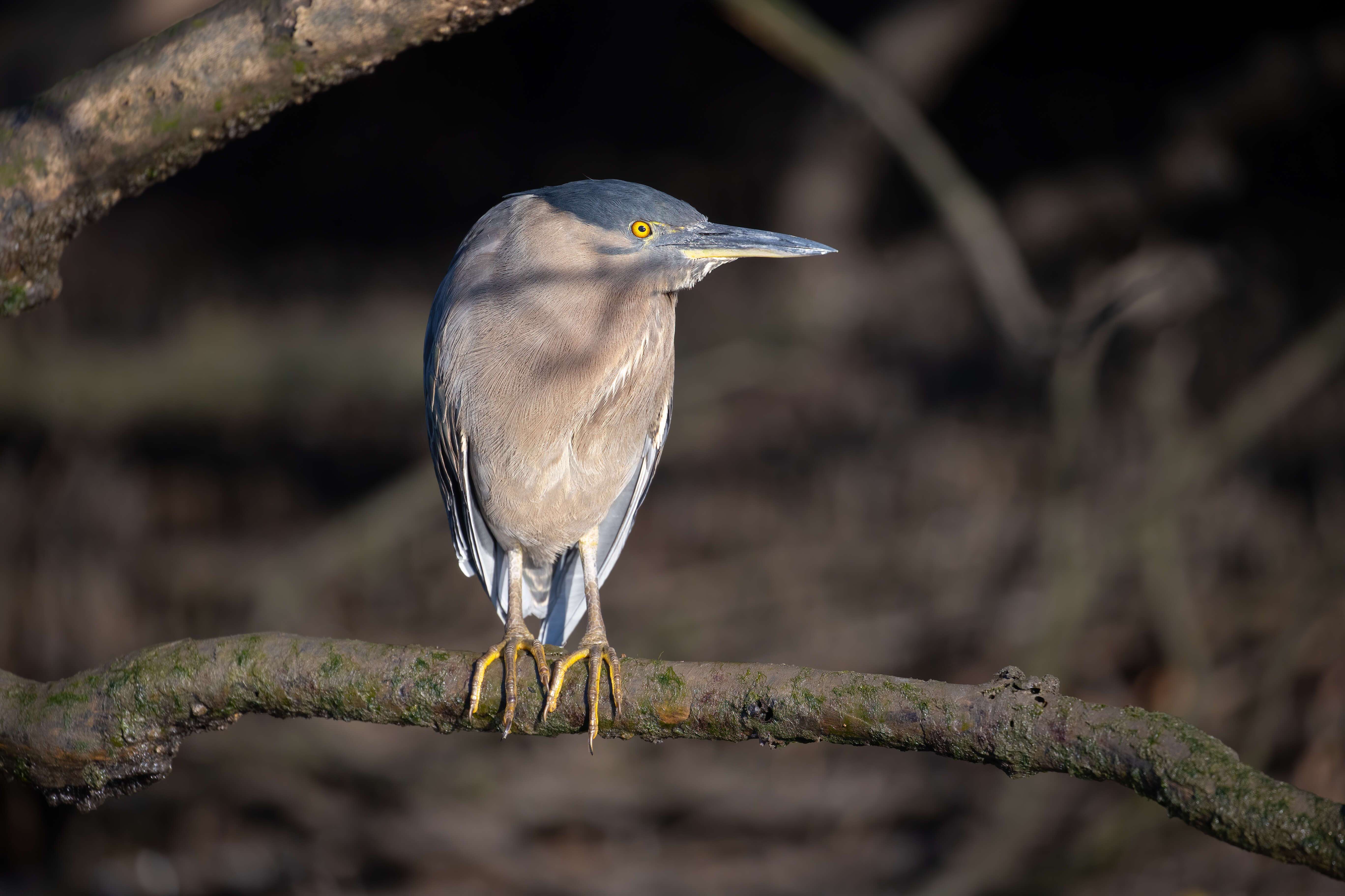 Image of Green-backed Heron