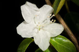 صورة Rhododendron dauricum L.