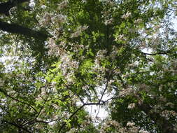 Image of mountain azalea