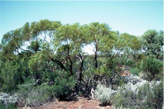 Слика од Eucalyptus effusa M. I. H. Brooker