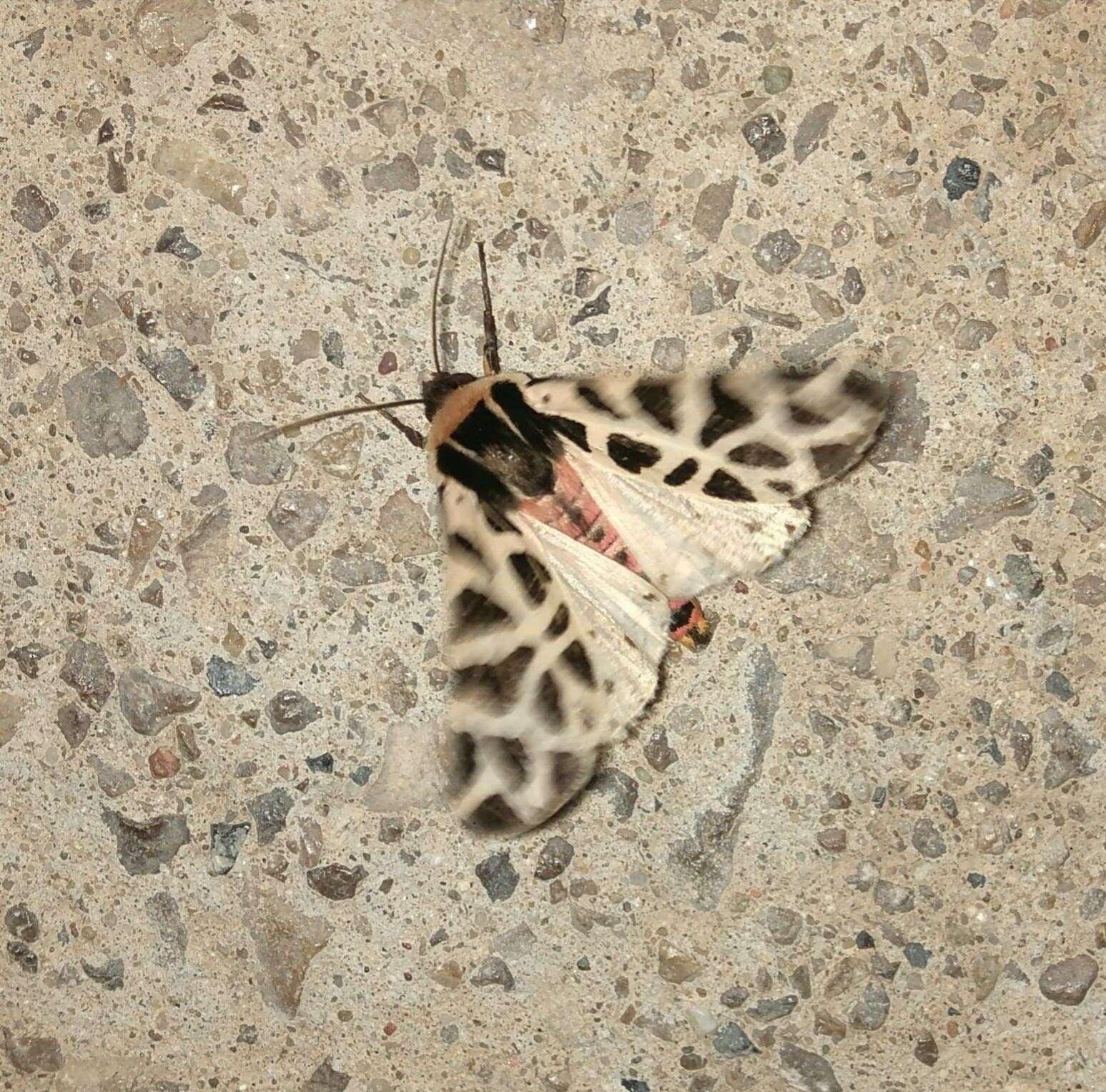 Image of Cymbalophora pudica Esper 1784