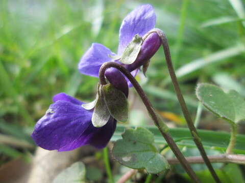 Image of sweet violet