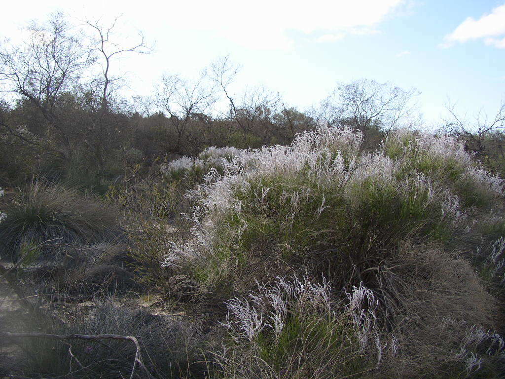 Image of Conospermum incurvum Lindl.