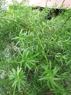 Image of Cwebe asparagus fern